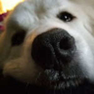 Meet your Posher, Barb